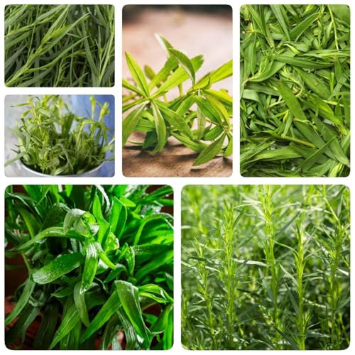 semillas de estragón perenne resistente, hierbas culinarias, plantas resistentes al exterior Semillas de plantas de estragón Balcón de hierbas, semillas de plantas de interior. Hierbas 300pcs