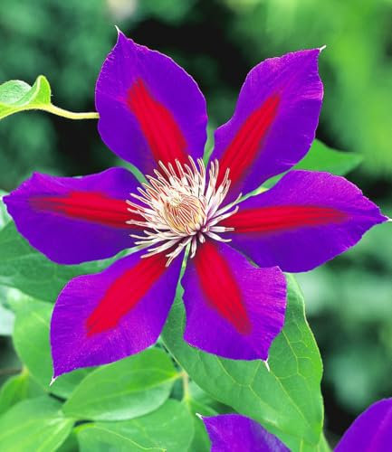 BALDUR Garten Clematis Etoile de Malicorne,2 Pflanzen, fasziniert mit riesigen Blüten, bis zu 4 Meter lange Ranken, winterharte, mehrjährige Kletterpflanze
