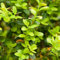 Semi di bosso, piante perenni resistenti e perenni arbusti a crescita rapida piante esotiche arbusti per il giardino semi per aiuole rialzate da esterno prodotti sostenibili di bonsai 300pcs