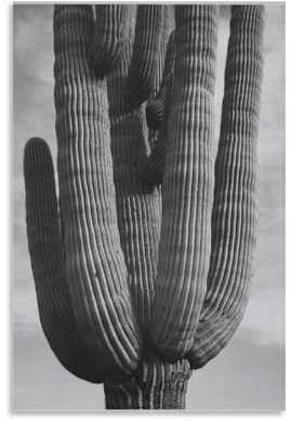 Ansel Adams - Détail du cactus - Photos de paysage noir et blanc - Affiche d'art - Peinture sur toile - Décoration murale - Photo d'intérieur moderne