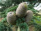 Himalaya-Zeder Cedrus deodara Pflanze 15-20cm Himalayazeder Zeder Rarität