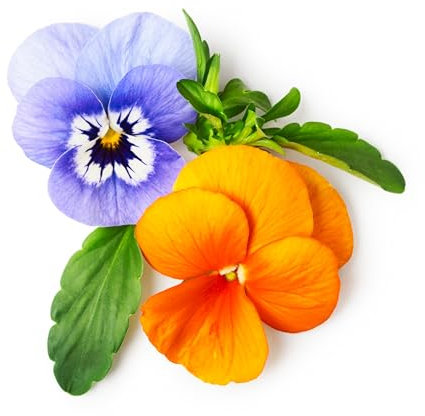 Viola Plants, 'Mixed', 20 x Full Plant Pack, Winter Bedding Plants, Winter Violas, Garden Flowers, Viola, Garden Ready and Ready to Plant, Premium Quality Flowers