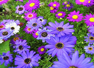SWAN River Daisy Mix - 7000 Seeds - Brachycome iberidifolia - Annual Bedding-Delivered only UK