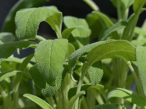 Graines Sauge officinale - Aromatique- sachet d'environ 200 graines - Salvia/officinalis/Lamiacées - Graines de style