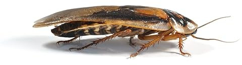 Monkfield Nutrition - Dubia Roaches - 25-30mm (Large) - Pack of 8 - Very Nutritious - Quiet - Excellent Feeder Insects - Live Food for Reptiles - Food & Treats for Reptiles