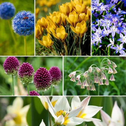 Plant in a Box - Box Hotel per Api Selvatiche - 60 bulbi - con istruzioni per costruire un hotel per api - bulbi primaverili per giardino e aiuola - resistente al gelo e perenne