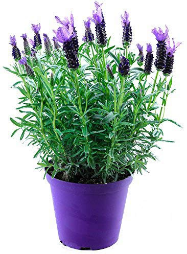 Schopf Lavendel Pflanze, Im XXL Topf, Duft kräuter Pflanze