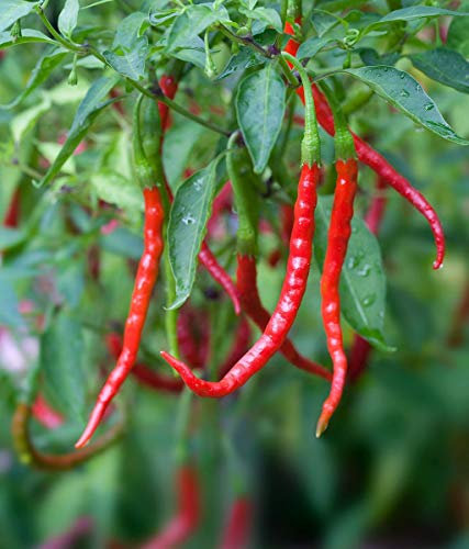 Las Semillas de germinación: Liveseeds - Pimienta del Chile Picante - 100 Semillas de Arbol