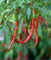 Las Semillas de germinación: Liveseeds - Pimienta del Chile Picante - 100 Semillas de Arbol