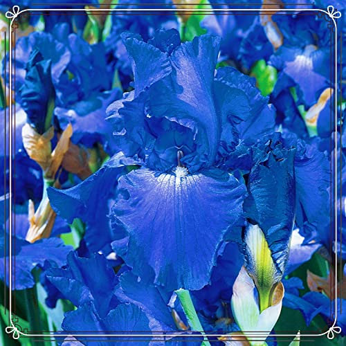 Iris Zwiebeln Iris blumenzwiebeln Iris zwiebeln winterhart mehrjährig Iris zwiebeln Iris blumen