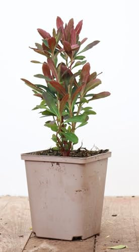 Euphorbia amygdaloides 'Purpurea' ca. 11x11 cm Topf - Purpur-Wolfsmilch, immergrün, rote Blätter, ideal für schattige Beete, pflegeleicht, winterhart