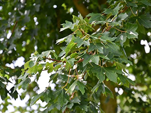 Feldahorn - Acer campestre - Containerware 80-100 cm - Garten von Ehren®