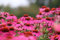 Roter Sonnenhut (Echinacea purpurea) Samen. Arznei- & Heilpflanze (1000 Samen = 3,2g)