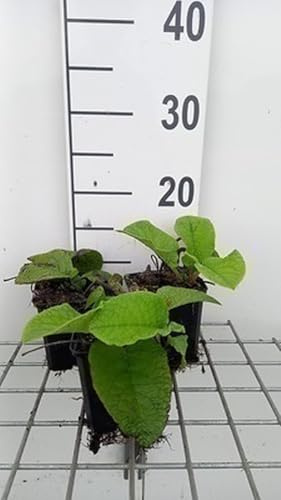 6x Trachystemon - Trachystemon orientalis | 9x9 cm pot