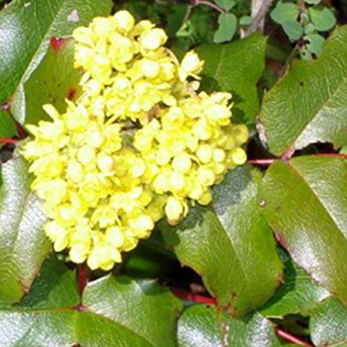 Mahonia Aquifolium- Mahonia à feuilles de houx 30-50 cm en conteneur