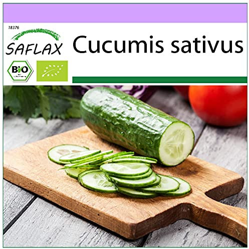 SAFLAX - BIO - Cetriolo - Marketmore - 20 semi - Cucumis sativus