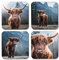 DV DESIGN 4 x quadratische Highland-Kühe Untersetzer – Tiere Rinder schottische Kuh Untersetzer Geschenk #77889