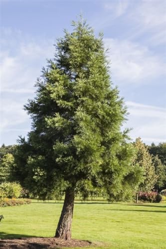 Mammutbaum Sequoiadendron giganteum 40-50 cm winterhart immergrün | pflegeleicht, schnellwachsend, sonniger Standort, imposante Wuchsform, ideal als Blickfang, robust gegen Frost