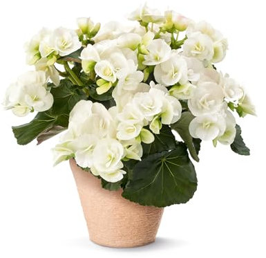 Begonia Sunbrero Clara - 6 Starter Plants Beautiful Begonias - Vibrant Bedding Plants. Ready for pots or containers. Summer Garden