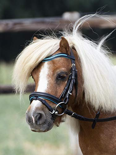 Busse