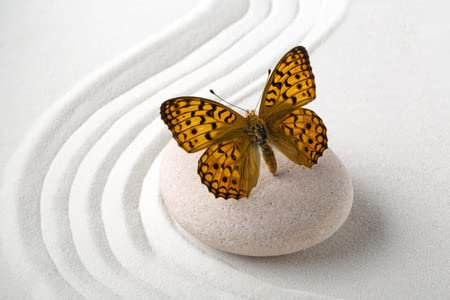 adrium Acryl-Bild 60 x 40 cm: Zen-Stein mit Schmetterling(26929419)