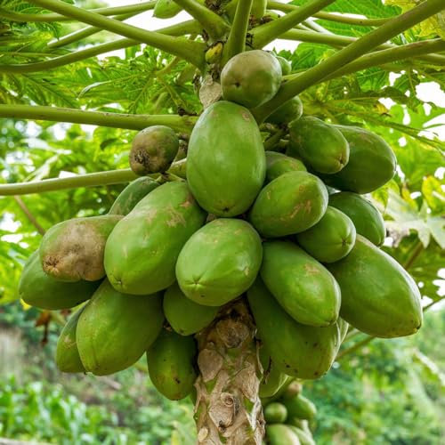30 pcs indianerbanane samen säulenobstbäume paw paw baum samen winterharte pflanzen für garten gartenpflanzen winterhart mehrjährig garten geschenk zimmerpflanzen bonsai samen schattenpflanzen