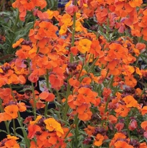 Italienisch Violaciocca „Cheiranthus“ 150 Samen