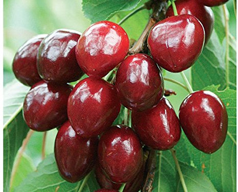 1 PIANTA di CILIEGIO DURONE di VIGNOLA II Albero da FRUTTO Matura A Giugno