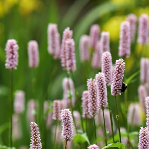 6 x Knöterich 'Superba' - Persicaria Bistorta 'Superba' Topf 9x9cm: Robuste Schönheit für sonnige Gärten.