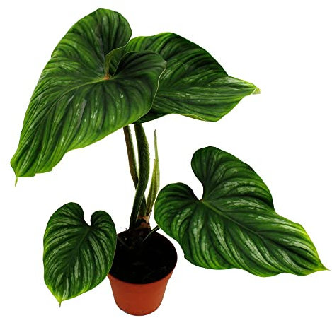 Exotenherz - Philodendron plowmanii - l'ami des arbres argenté - Pot de 15cm - Rareté