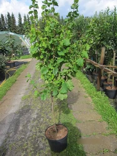 Corylus avellana Twister - Korkenzieher-Haselnuss Twister - 80