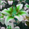 Lilium martagon zwiebeln,winterharte Blumenzwiebeln,lilien deko,lilien zwiebeln winterhart mehrjährig,Frühlingsblüher,lilien im topf,geeignet für die Feiertage,lilien knollen.-2 zwiebeln-D