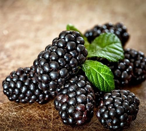 Semi di lampone nero 50 pezzi