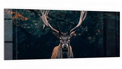 DEQORI Küchenrückwand Glas | Motiv Elch im Teutoburger Wald | 125x50 cm | Bad- oder Herd-Rückwand | Herdblende Spritzschutz für Küche & Badezimmer | Moderne Deko für Fliesenspiegel