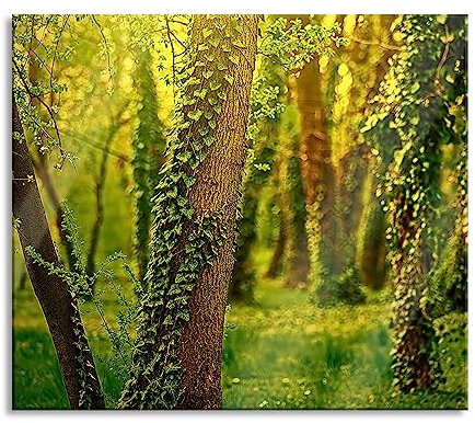 Bäume und Efeu Herdabdeckplatte & Spritzschutz aus Echtglas | Für Herd-Kochfelder | 60x52 cm
