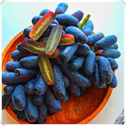 Weinreben,Winterhart MehrjäHrig,Stecklinge,Vitis Vinifera Weinrebe,Zierpflanzen,Weintrauben Kernlos Pflanze-2ROOT-E