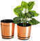 KORAD COPPER flower indoor plant pot with saucer plastic gloss modern decorative planter with drainage holes (6.4 inches (16 cm), copper)
