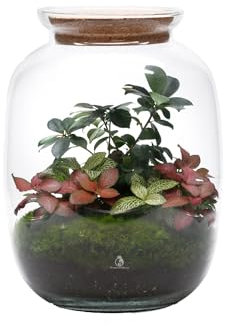 Large Terrarium with Bonsai & Live Plants (H: 32cm) – Ready Made Glass Terrarium for Home or Office, Closed Indoor Plant Garden in Handmade Glass Jar with Cork Lid, Self-Sustaining Live Ecosystem