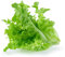Varietà contenenti più verdure e semi di vaniglia creano un giardino lussuoso, 100% non OGM (lattuga da giardino verde)