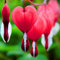 AchidistviQ 10 Piezas De Corazón Sangrante Rojo Raro Dicentra Spectabilis Semillas De Plantas De Flores Plantas De Jardín Perennes Regalo De Jardinería rojo