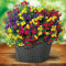100 Pièces Mélange de Graines de Pétunia de Couleurs, Graines Fleurs à Semer, Facile à Cultiver, Pétunia Graines Vivaces, Graine de Fleurs de Bonsaïs pour Jardin, Balcon et Terrasse