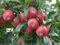 ApfelbäUme Pflanzen, Apple Tree Yard, Apple Tree Seeds, Apple Tree Branch, Apfelbaum, Apfelbaum Wurzeln Apfelbaum Roter Apple Tree Small,Apple Tree Painting,-3zwiebeln-C