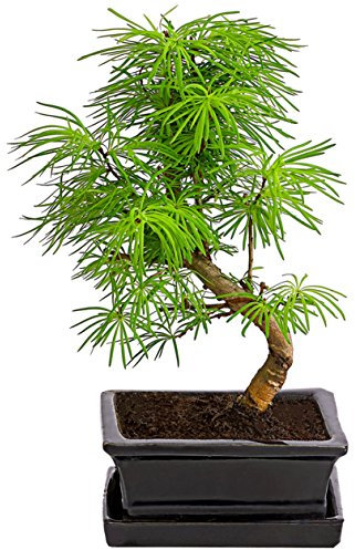 Dehner Goldlärche im Keramiktopf, lange weiche Nadeln, ca. 30-40 cm, Ø Topf 15 cm, Outdoor-Bonsai