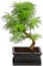 Dehner Goldlärche im Keramiktopf, lange weiche Nadeln, ca. 30-40 cm, Ø Topf 15 cm, Outdoor-Bonsai