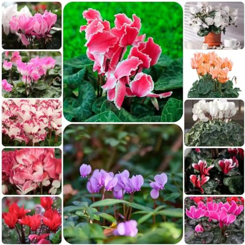 100 pcs Cyclamen samen - blumenwiese samen mehrjährig winterhart,Cyclamen persicum,Alpenveilchen pflanzen garten dachbegrünung bienen wiese gartenarbeit winterharte pflanzen für garten
