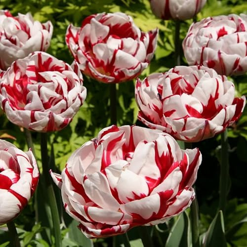 Tulpe Carnaval de Nice | 10 Stück | Blumenzwiebel | Schnittblume | Rot | Weiß | 100% Blütegarantie | QFB Gardening | Gefüllt | Spät Blühend | Tulpenzwiebeln