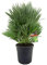 Plant in a Box - Chamaerops 'Vulcano' - Perenne - Palma nana - Pianta da giardino - Vaso 19cm - Altezza 45-55cm