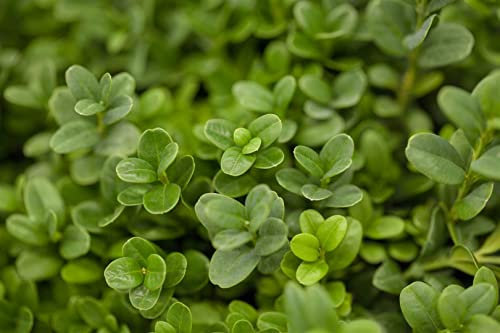 Buxus sempervirens 'Blauer Heinz' 50–60 cm – Winterhart, Immergrün, Pflegeleicht – Buchsbaum – Heckenpflanze für Garten & Sichtschutz