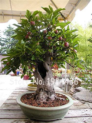 Bloom Green Co. ¡Promoción! 20 Unids Raro olivo Bonsai de olivo (Olea Europaea) Mini planta de árbol para el hogar Jardín Suministros, macetas exóticas Maceteros: 3: Seeds Only