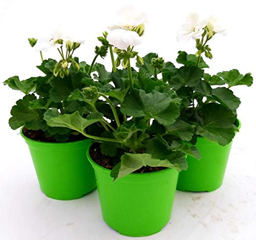 POWERS TO FLOWERS - GERANIO ZONALEHERCULES, PELARGONIUM, 3 PIANTE VASO 14, BIANCO, piante vere